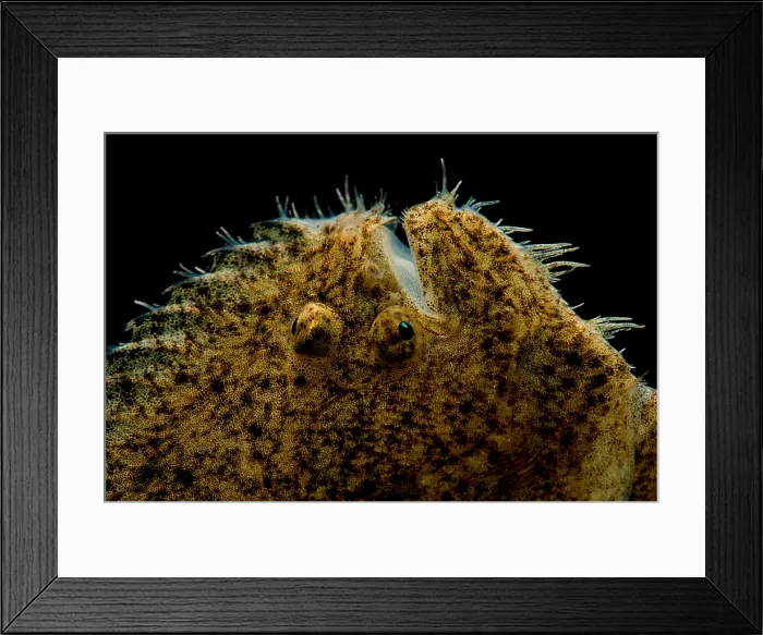 Framed Print : Freshwater Flounder Framed Print : Freshwater Flounder