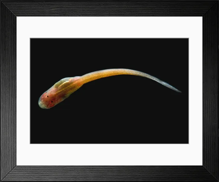 Framed Print : Granulated Glass Frog tadpole Framed Print : Granulated Glass Frog tadpole