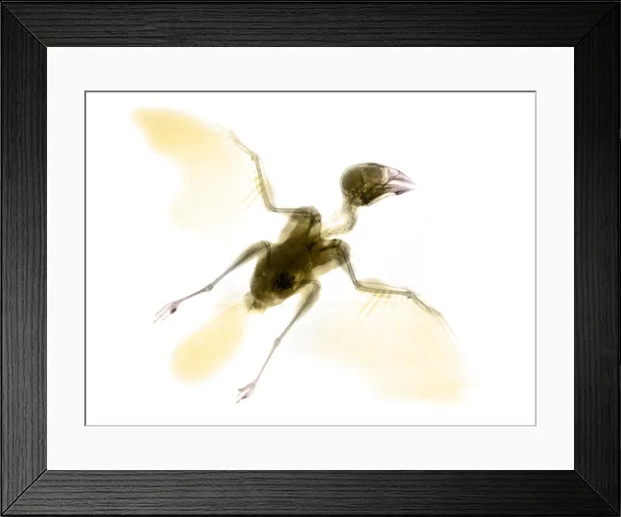 Framed Print : Sparrow X-ray Framed Print : Sparrow X-ray
