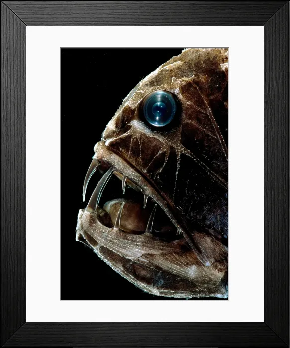 Framed Print : Fangtooth. The Fangtooth, Anoplogaster cornuta Framed Print : Fangtooth. The Fangtooth, Anoplogaster cornuta