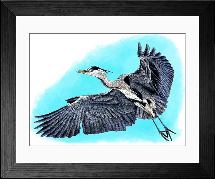 Framed Print : Grey heron Framed Print : Grey heron