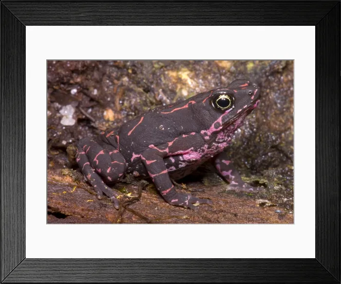 Framed Print : Harlequin Frog