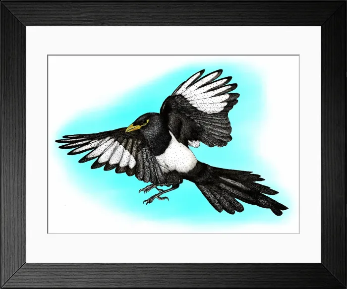 Framed Print : Yellow billed magpie Framed Print : Yellow billed magpie