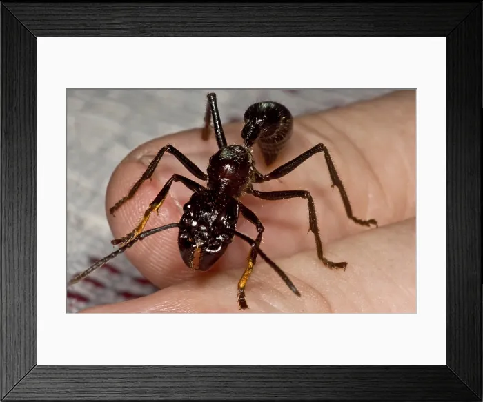 Framed Print : Bullet Ant on Hand Framed Print : Bullet Ant on Hand