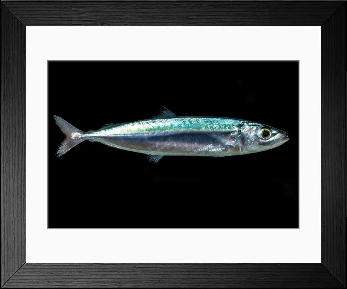 Framed Print : Redtail Scad (Decapterus tabl) Framed Print : Redtail Scad (Decapterus tabl)