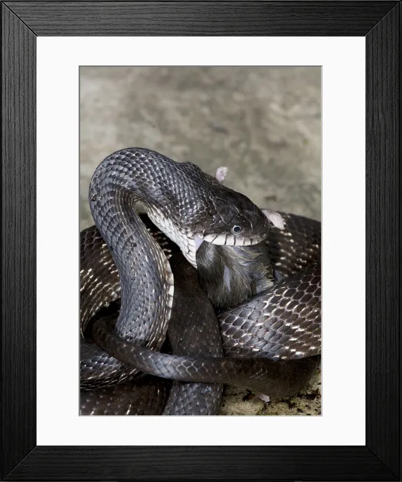 Framed Print : Black Rat Snake feeding