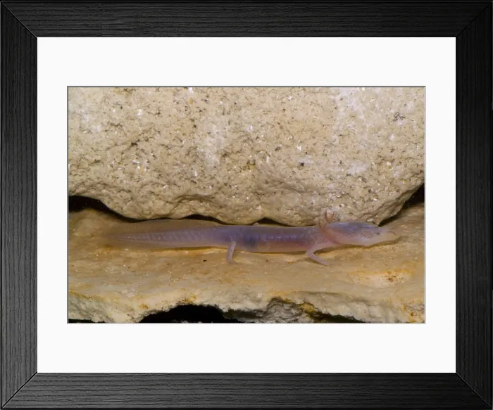 Framed Print : Texas Blind Salmander Framed Print : Texas Blind Salmander
