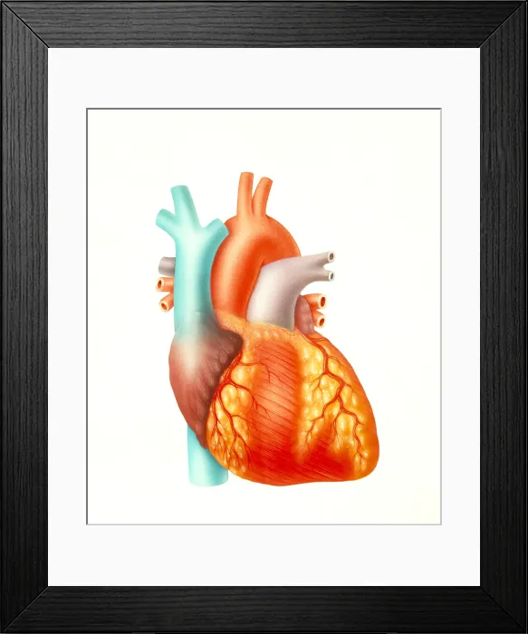 Framed Print : Illustration of the human heart Framed Print : Illustration of the human heart