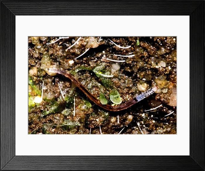 Framed Print : Glowworm. A variety of invertebrates go by the name of glowworm Framed Print : Glowworm. A variety of invertebrates go by the name of glowworm