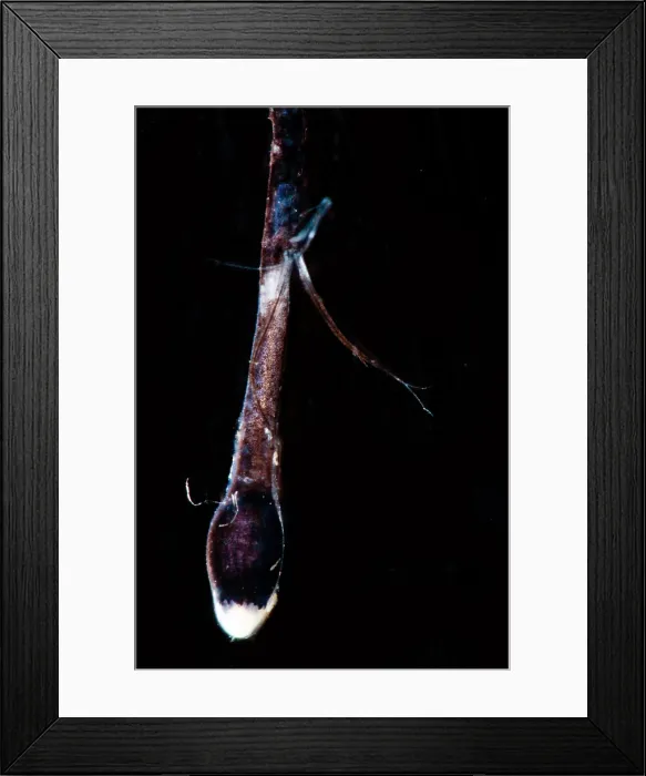 Framed Print : Dragonfish (Eustomias triramis) lure closeup Framed Print : Dragonfish (Eustomias triramis) lure closeup