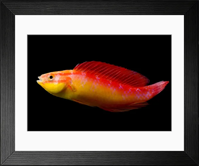 Framed Print : Jordan's Fairy Wrasse Framed Print : Jordan's Fairy Wrasse