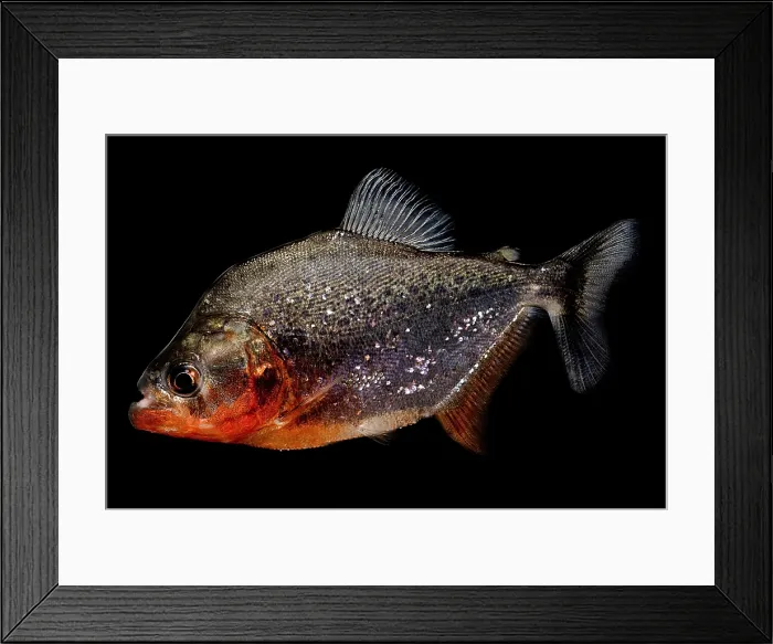 Framed Print : Piranhas are South American fish that typically swim in large schools