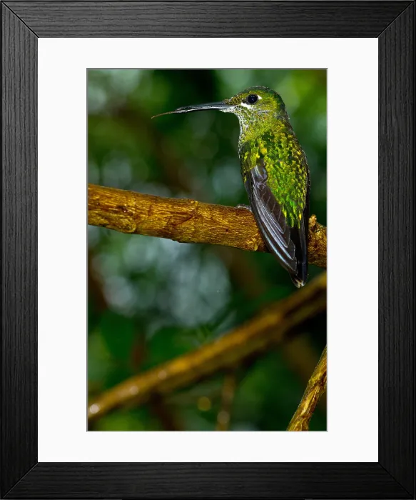 Framed Print : Green-crowned Brilliant hummingbird