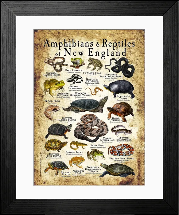 Framed Print : Amphibians & Reptiles of New England, Illustration Framed Print : Amphibians & Reptiles of New England, Illustration