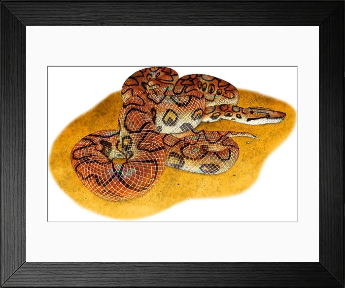 Framed Print : Brazilian Rainbow Boa Framed Print : Brazilian Rainbow Boa