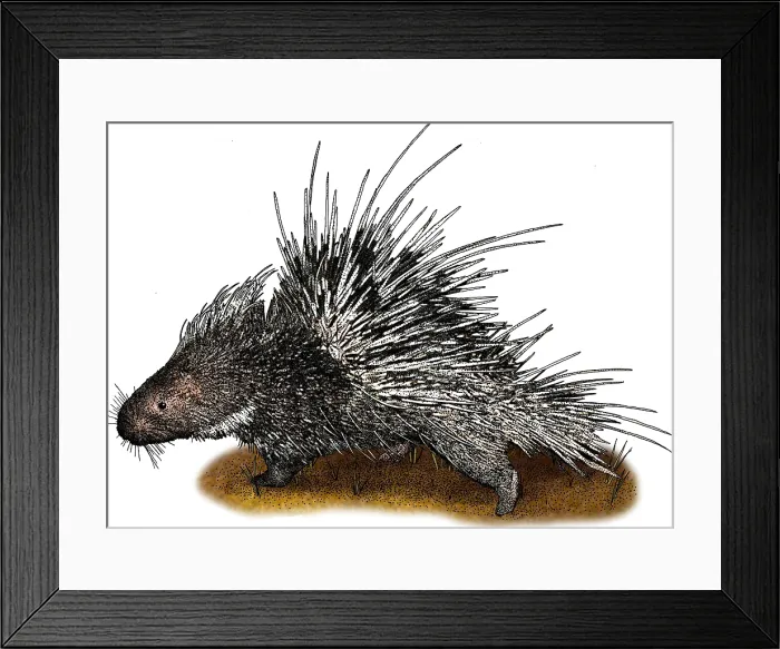 Framed Print : Malayan porcupine