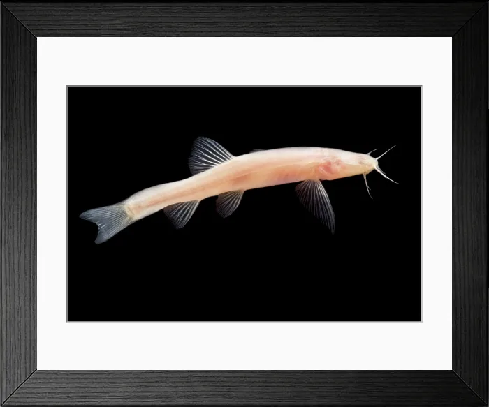 Framed Print : BlindCave Loach (Triplophysa jiarongensis) Framed Print : BlindCave Loach (Triplophysa jiarongensis)