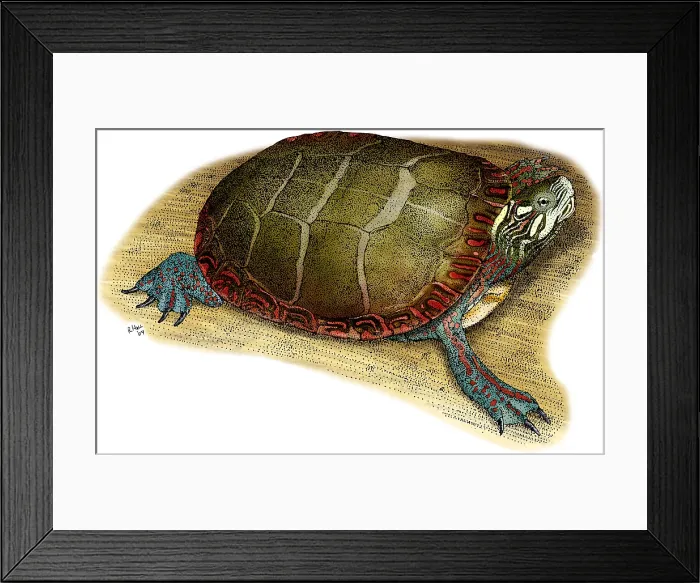 Framed Print : Eastern Painted Turtle Framed Print : Eastern Painted Turtle