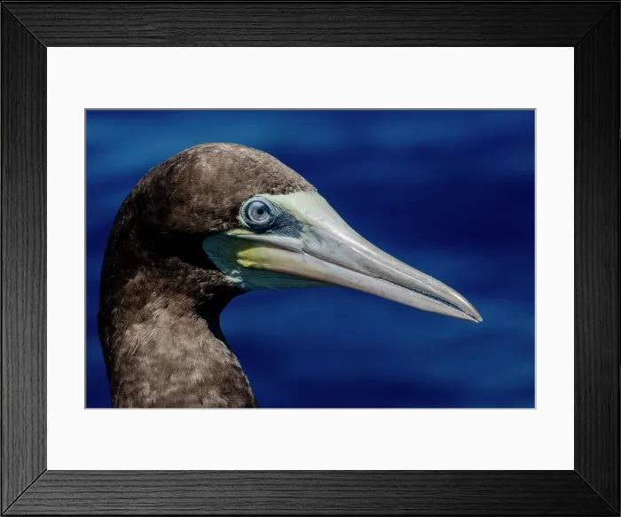 Framed Print : Brown Booby (Sula leucogaster) Framed Print : Brown Booby (Sula leucogaster)
