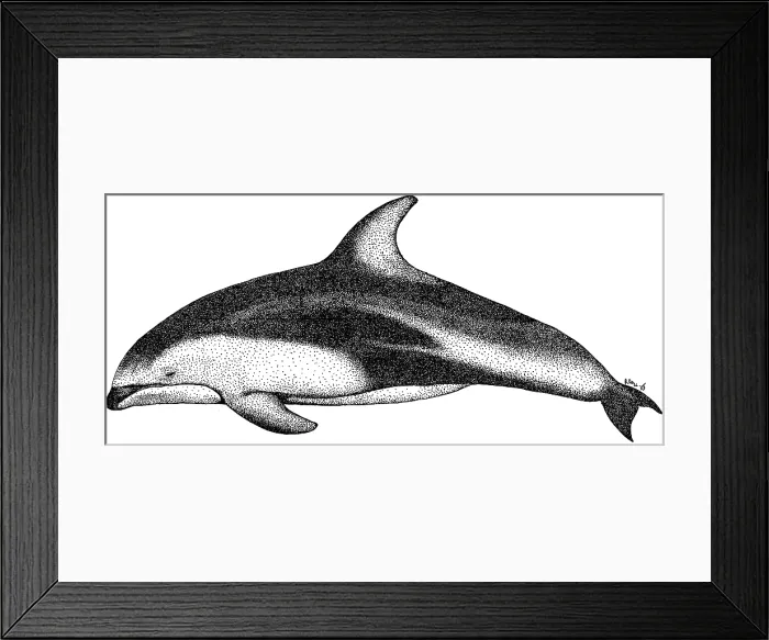 Framed Print : Pacific White Sided Dolphin