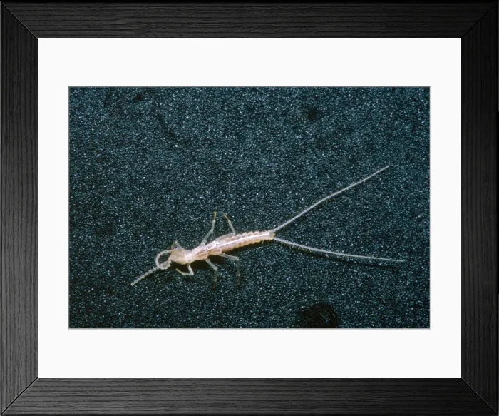 Framed Print : 'Bristle-tail', a rare cave invertebrate Framed Print : 'Bristle-tail', a rare cave invertebrate