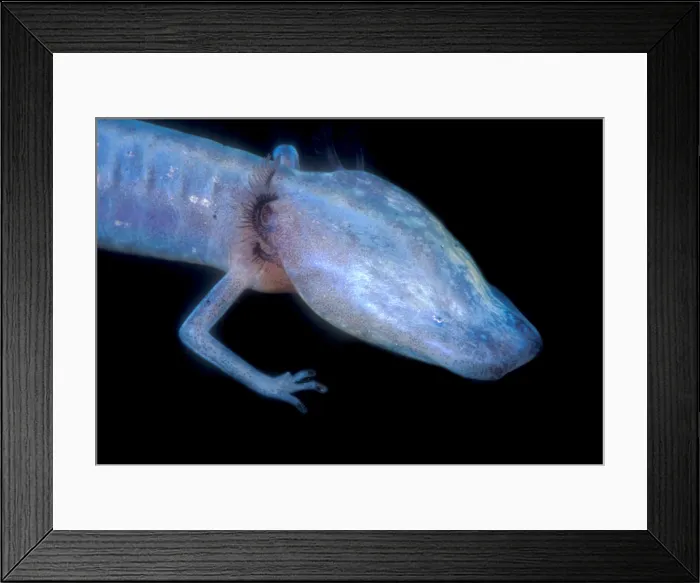 Framed Print : Austin Blind Salamander Framed Print : Austin Blind Salamander