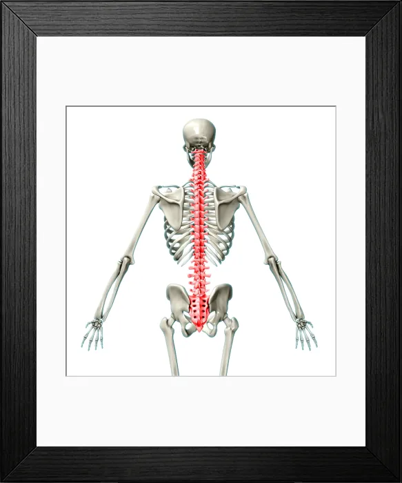 Framed Print : Vertebral Column, Illustration