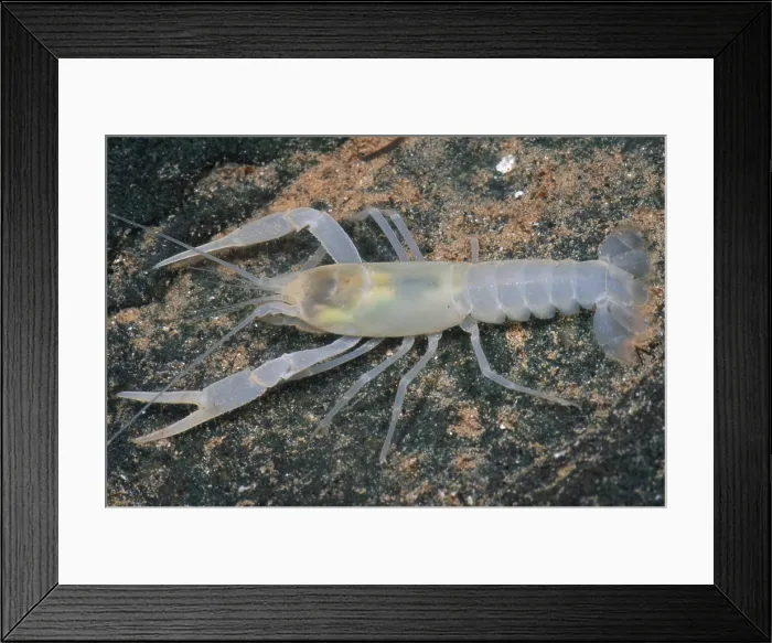 Framed Print : Cave crayfish Framed Print : Cave crayfish
