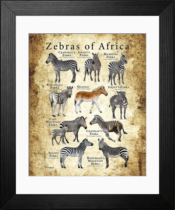 Framed Print : Zebras of Africa Framed Print : Zebras of Africa