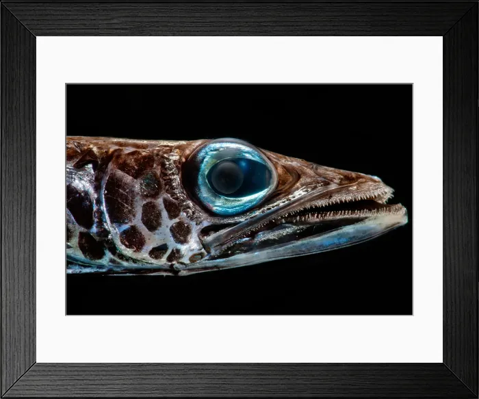 Framed Print : Deep-Sea Waryfish Framed Print : Deep-Sea Waryfish