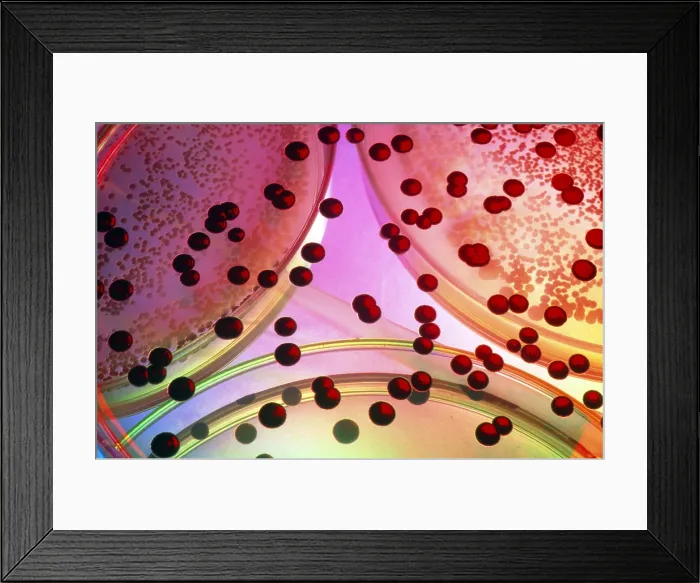 Framed Print : Bacterium cultures Framed Print : Bacterium cultures