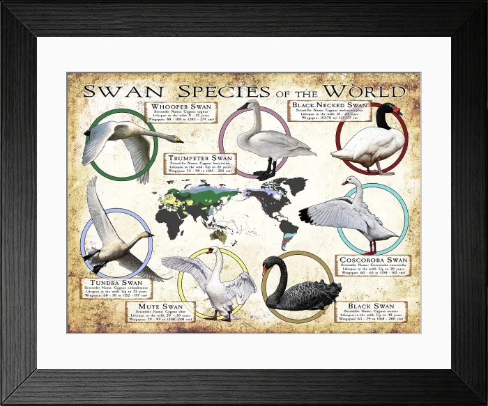 Framed Print : Swans Species of the World Framed Print : Swans Species of the World