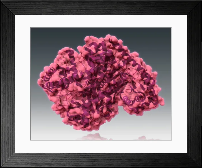 Framed Print : Alanine Transaminase, Molecular Model Framed Print : Alanine Transaminase, Molecular Model