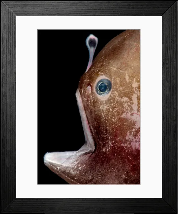 Framed Print : Black Seadevil (Melanocetus sp.) Framed Print : Black Seadevil (Melanocetus sp.)