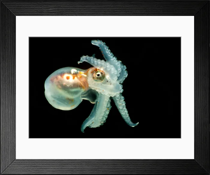 Framed Print : Larval Octopod, trawled from Florida Straits