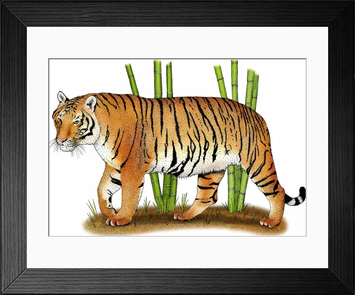 Framed Print : Indochinese tiger Framed Print : Indochinese tiger