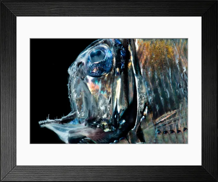 Framed Print : Lovely Hatchetfish (Argyropelecus aculeatus)