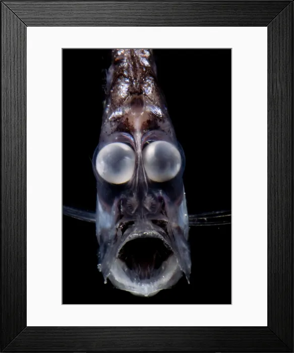 Framed Print : Deep Sea Hatchetfish