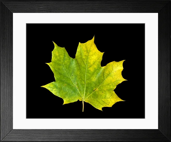 Framed Print : Maple Leaf Framed Print : Maple Leaf