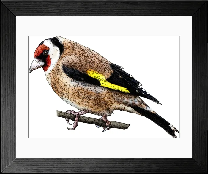 Framed Print : European Goldfinch Framed Print : European Goldfinch