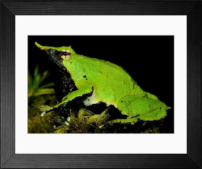 Framed Print : Darwin's Frog Framed Print : Darwin's Frog