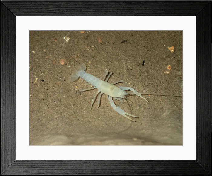 Framed Print : Delaware County Cave Crayfish (Cambarus subterraneus) Framed Print : Delaware County Cave Crayfish (Cambarus subterraneus)