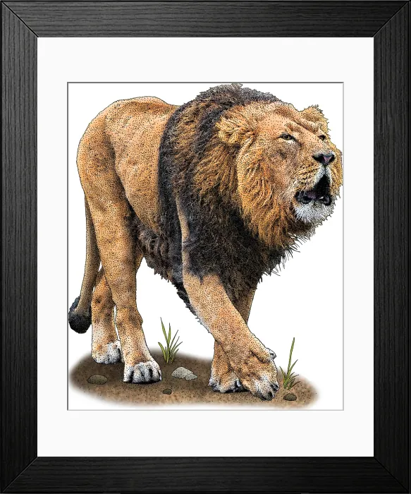 Framed Print : Asiatic Lion Framed Print : Asiatic Lion