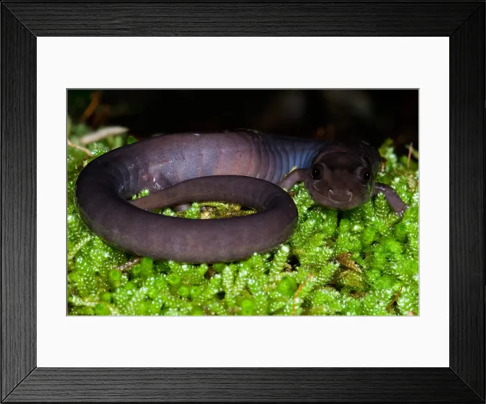 Framed Print : Red Hills Salamander Framed Print : Red Hills Salamander