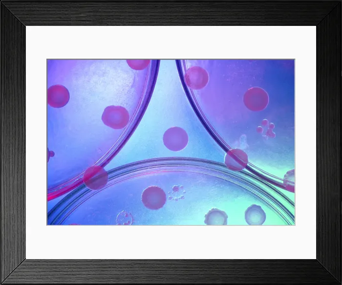 Framed Print : Antibiotic research Framed Print : Antibiotic research