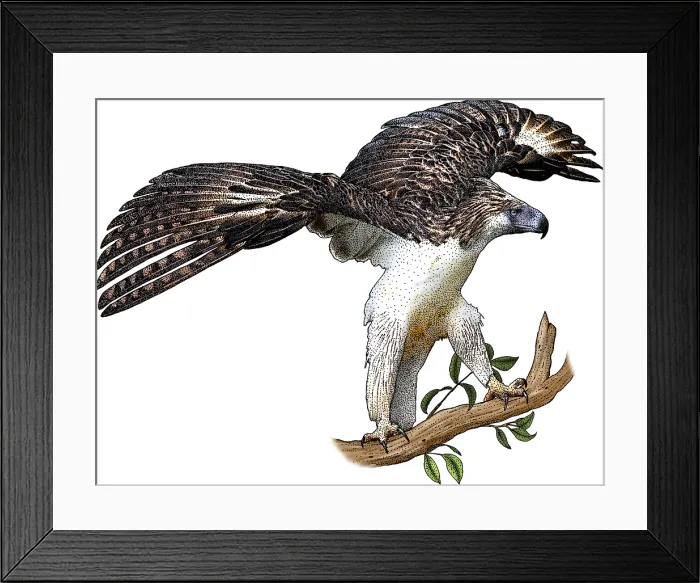 Framed Print : Philippine Eagle, Illustration Framed Print : Philippine Eagle, Illustration