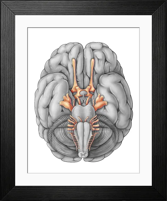 Framed Print : Cranial Nerves, Illustration