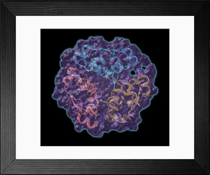 Framed Print : Insulin (Hexamer) Framed Print : Insulin (Hexamer)