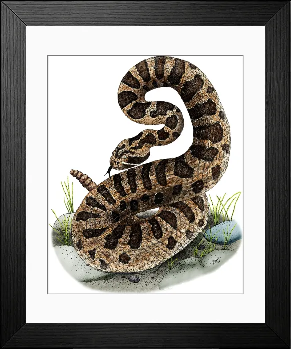 Framed Print : Eastern Massasauga Rattlesnake
