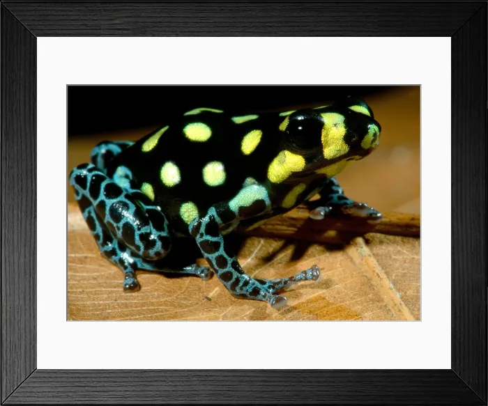Framed Print : Vanzolini's Poison Frog Framed Print : Vanzolini's Poison Frog